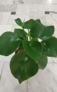 گل بنسای آدنیوم.قاشقی سبز.لب ماتیکی.قطره باران