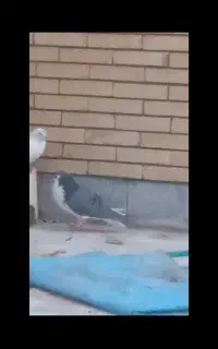 سلام خدمت عشق بازان عزیز