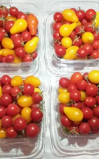 فروش گوجه گیلاسی