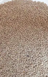 فروش عدس