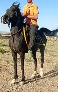 اسب مادیان عرب مشکی زغالی