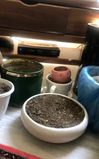 گلدان ها به همراه خاکش