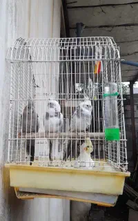 جوجه طوطی عروس هلندی