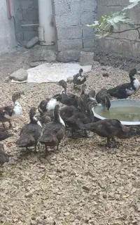 اردک اسرائیلی