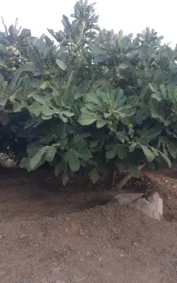 کارگر روز مزد