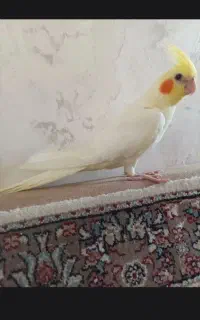 فروش عروس هلندی