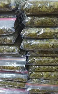 جاشیر شیرین شده