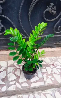 خرید بالای ۱ تومن ارسال داخل رشت رایگان انجام میشه