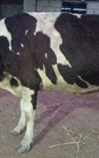 گاو