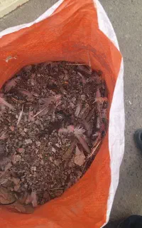 کود ضل کبوتر
