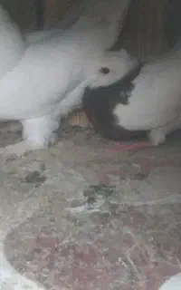 پرنده