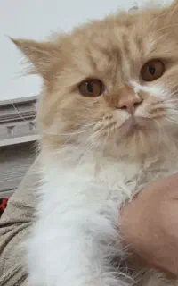 گربه