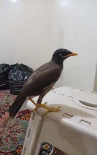 مرغ مینا شاه تخم