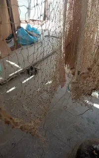 دو عدد تور ماهیگیری