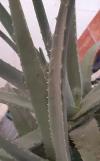برگ آلوئه‌ورا
