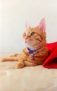 گربه ماده عقیم شده