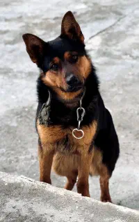 سگ ژرمن گمشده