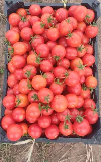 کوجه فرهنگی ریز