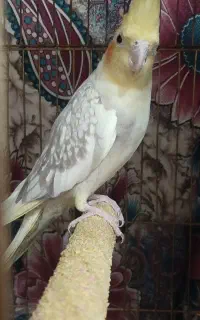 عروس هلندی جوان