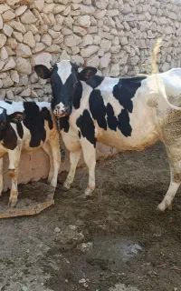 گاو شیری با گوساله ب فروش میرسد