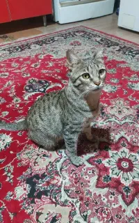 واگذاری گربه خانگی ماده