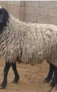 قصاب سیار ذبح گوساله و گوسفند