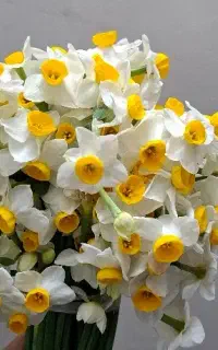 پیاز گل نرگس