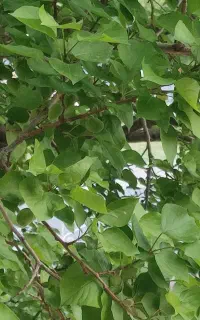 رب گوجه فرنگی . سبزی پاک شده