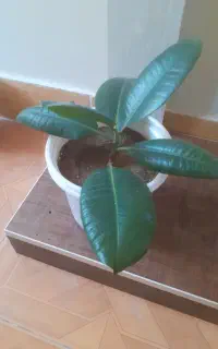 فروش فیکوس