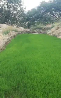 تخم چلتوک چمپای زود رس وشمیم هاشمی