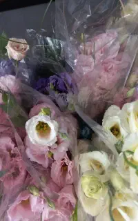 لیسین توس