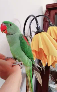 شاه طوطی نر