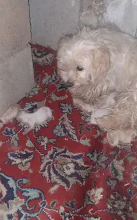 واگذاری رایگان