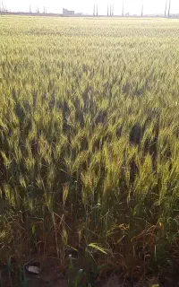 نیاز به مشاوره