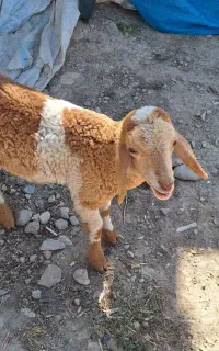 بره فروشی