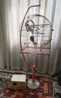 عروس هلندی مولد با قفس و لونه