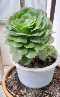 فروش گلهای خانگی