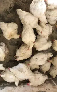 مرغ گوشتی اورگانیک دانی ۳۰۰