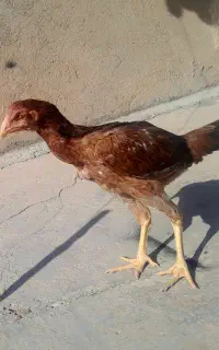 مرغ لاری اصیل جوان