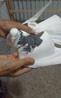 کبوتر بسیار عالی زاد دار پرشی