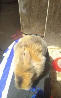پنج بچه خرگوش ۱۹روزه