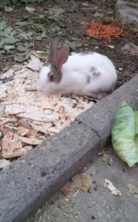 خرگوش