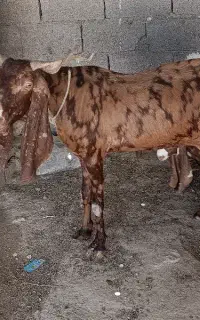 فروش بز کهره دار و کهره نر هل گلابی بندر کنگان
