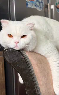 پرشین اسکاتیش