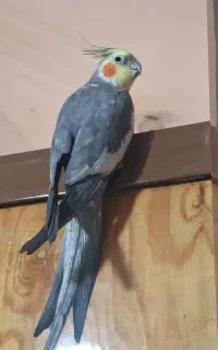 عروس هلندی گم شده