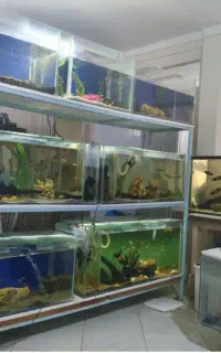 آکواریوم چوب آبنوس