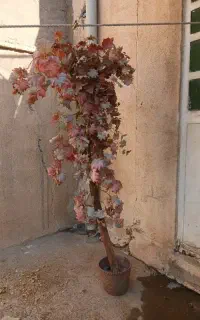 اهواز شهرک رزمندگان