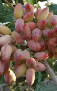 درخت پسته زیر قیمت بازار حراج