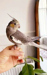 عروس هلندی فول دستی