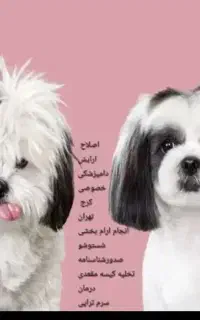 واگزاری سگ نژاد چاو چاو توضیحات اگهی مطالعه شود